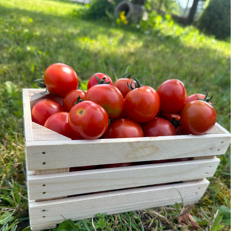 Paradižnik ČEŠNJEVAC, 500 g, 1kos Main Image